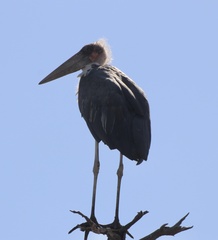 Leptoptilos crumenifer