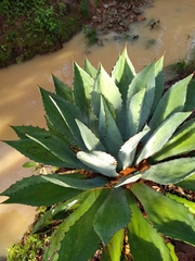 Agave maximiliana