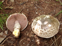 Agaricus iodosmus