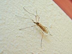 Trichoceridae