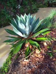 Agave maximiliana