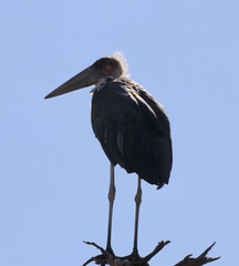 Leptoptilos crumenifer