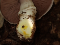 Agaricus iodosmus
