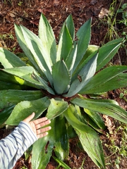 Agave maximiliana