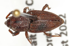 Sphenophorus venatus