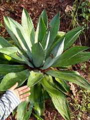 Agave maximiliana