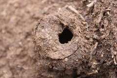 Bothriocyrtum californicum