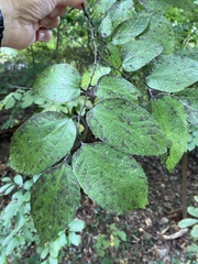 Celtis tenuifolia
