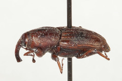 Sphenophorus venatus