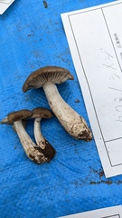 Lyophyllum sykosporum