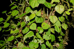 Peperomia serpens