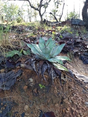 Agave maximiliana