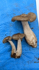 Lyophyllum sykosporum