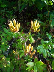 Rhododendron luteum