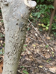 Celtis tenuifolia