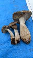 Lyophyllum sykosporum