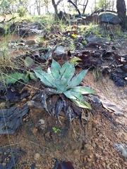 Agave maximiliana