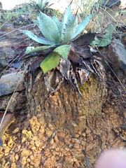 Agave maximiliana