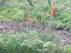 Kniphofia