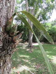 Encyclia