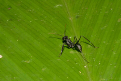 Gigantiops destructor