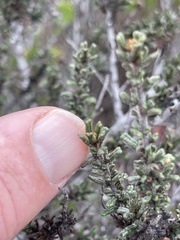 Ceanothus dentatus