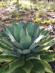 Agave maximiliana