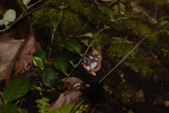 Hyposcada illinissa ida