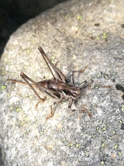 Antaxius spinibrachius