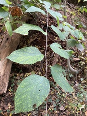 Celtis tenuifolia