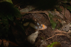 Hyposcada illinissa ida