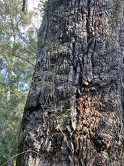 Campsis