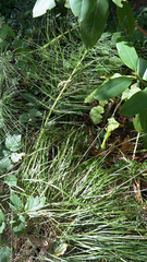 Equisetum telmateia