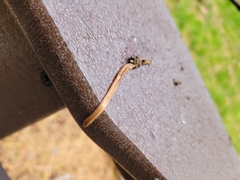 Bipalium adventitium