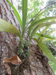Encyclia