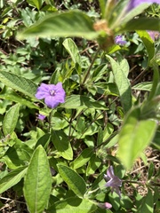 Ruellia caroliniensis