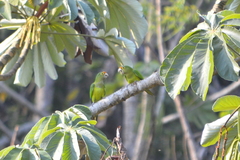 Eupsittula canicularis