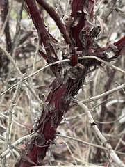 Arctostaphylos tomentosa