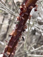 Arctostaphylos tomentosa