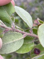 Arctostaphylos tomentosa