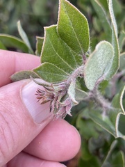 Arctostaphylos tomentosa