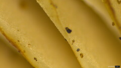 Lyophyllum sykosporum