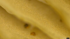 Lyophyllum sykosporum