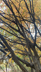 Carpinus caroliniana