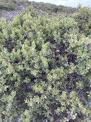 Arctostaphylos tomentosa