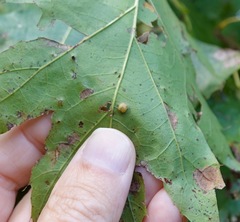 Polystepha globosa