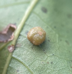 Polystepha globosa