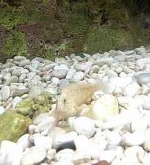 Parablennius sanguinolentus