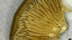 Lyophyllum sykosporum