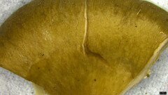 Lyophyllum sykosporum